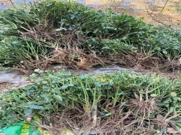 南阳夏季大田月季裸根苗长势如何？