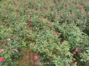 园林植物必须了解五种具有致死性的根部病害