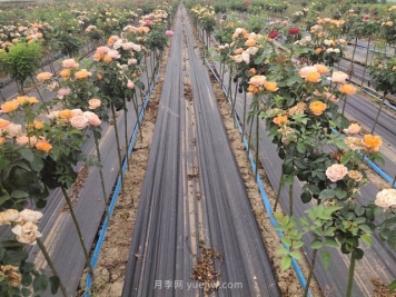 树木移栽，宜深或宜浅如何判断？