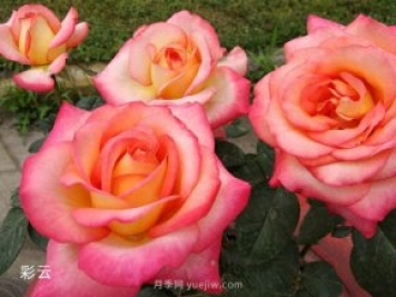 爱不起来的4种花卉，包含月季，缺点多于优点