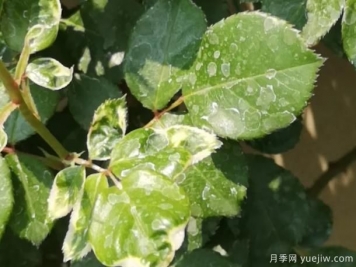 秋天做好4点防止月季药害，药害发生后如何缓解