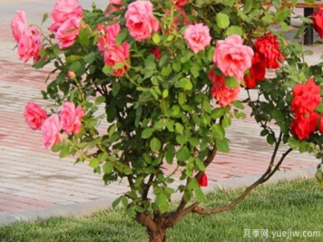 月季树苗大概多少钱一棵？南阳产地价格美丽
