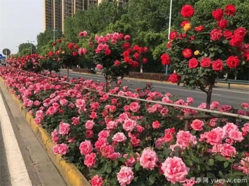 树月季花最好什么时候栽种？