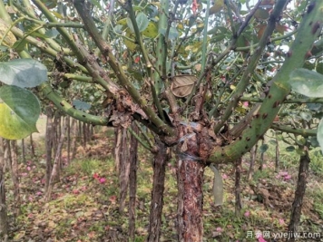 月季老化的防治方法