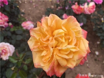 玫瑰花的传说