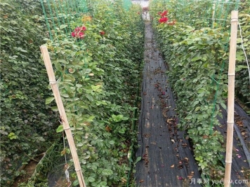 以篱代墙的造景手法，你需要了解绿篱的功能种类