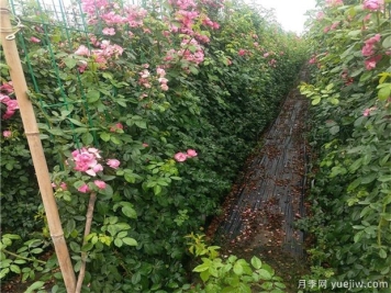 藤本月季冬季养护技巧