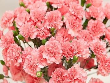 康乃馨常见病虫害防治