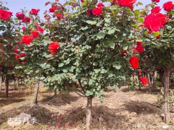 把花养成“月季树”的诀窍教学！！！