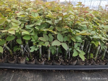 月季扦插需要注意这几点？