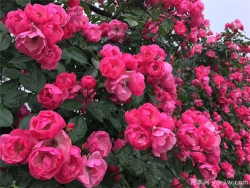 景区树状月季修剪后，该怎样施肥呢？