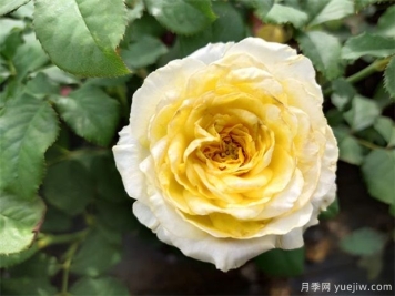 如何种植盆栽月季月季能提高成活率