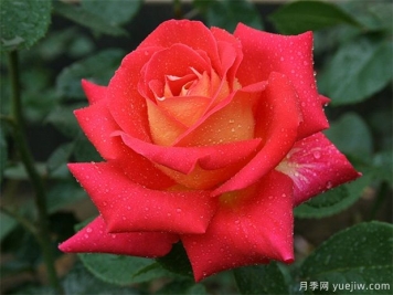 冬季买月季的注意事项及养护细则