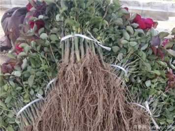 新买回来的月季小苗怎么处理合适？