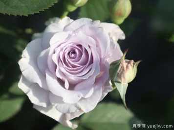 霁色月季的优缺点是什么？