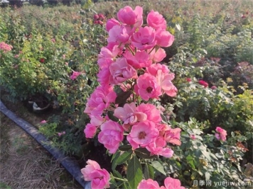 安吉拉月季要怎样施肥管理才能开的花量大