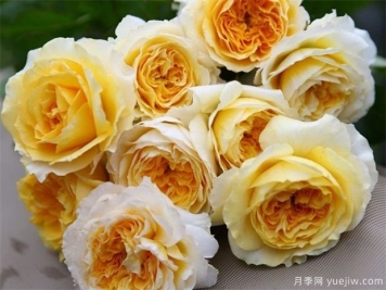 什么是月季株型？都有那几种株型？