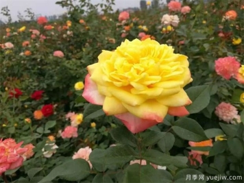 树状月季修剪什么时间合适？