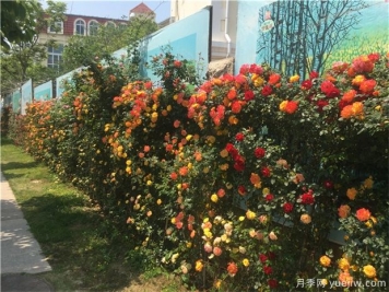 树状月季施肥管理的技术要点