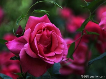 月季种植成活后的管理技术