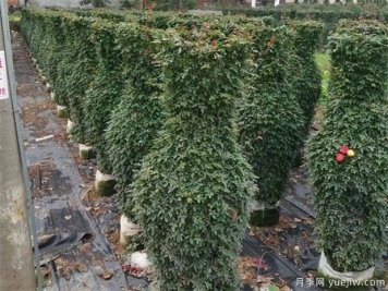 出口苗木的南阳园林公司需要注意