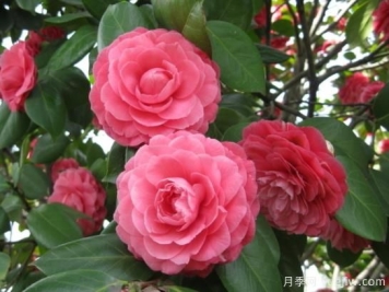 山茶花的特性，制作盆景茶花的技巧