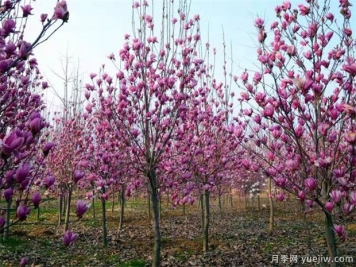 如何制作紫玉兰盆景？南阳紫玉兰盆栽养殖方法分享