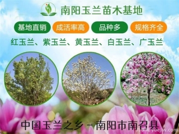 盆景广玉兰制作办法，养护办法