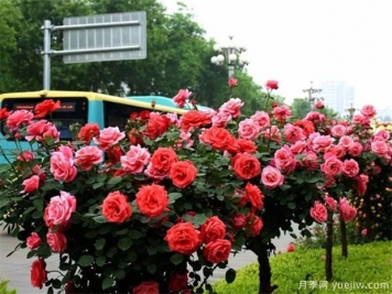 月季树特点是什么呢？月季树的类型有哪些