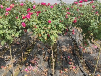 月季树种类有哪些呢？