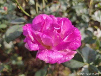 蓦然月季/莫然月季