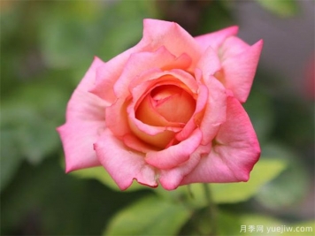 33朵玫瑰有哪些含义