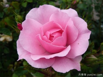 刚认识的女孩送哪种花