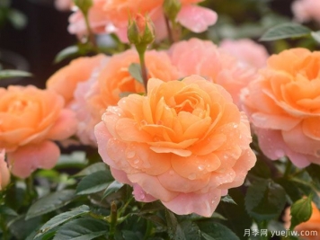 9朵玫瑰花有哪些含义