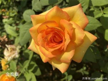 肉色玫瑰的寓意