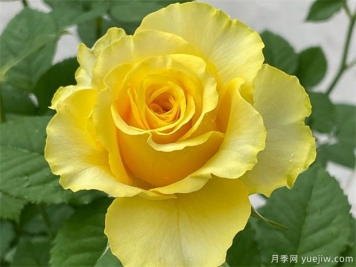 玫瑰不开花的原因