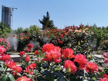 秋季北方园林养护，总结出来12条经验