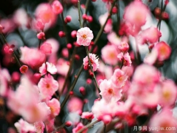 庭院适合种哪些花卉植物？冬天来了更漂亮