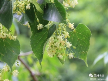 世界五大行道树种，作为苗木人你应当了解！