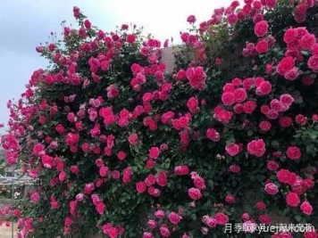 推荐6个颜值高好养护的藤本月季