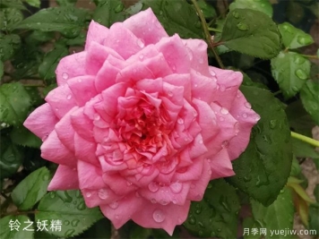 勤花抗病强的月季品种推荐