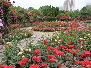 用途广大的月季花，不可估量的月季价值