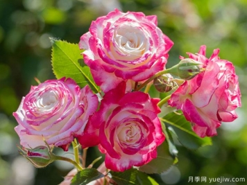 月季花种植详细步骤，月季花种植注意事项