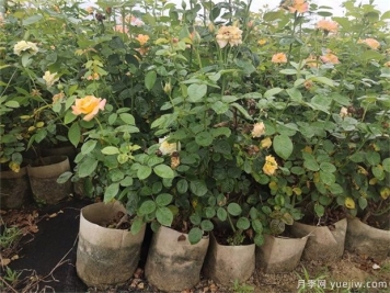 盆栽月季花如何打理？10店小细节注意