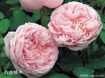 玫粉色的月季品种有哪些？花友必备的10个月季