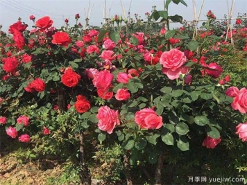 绿化带月季用的就不是好月季？6个优点告诉你绿化带月季好在哪里