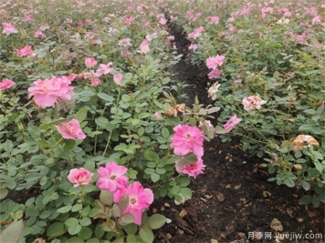 月季花苞发黄掉落怎么回事？如何改善这种情况？
