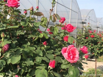 入冬月季还要施水溶肥吗？南方和中部的不同施肥方案