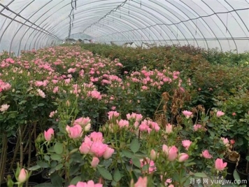 各类植物越冬养护技术措施