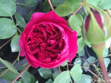 秋日胭脂月季介绍，花色丰富花型多变